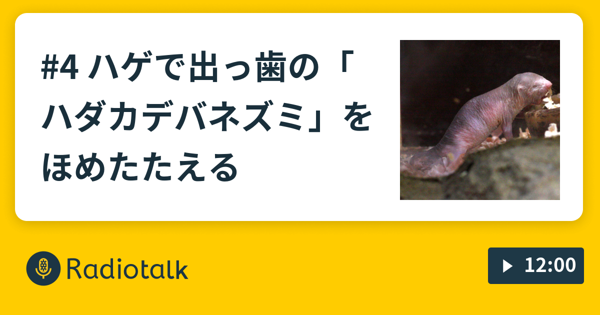 4 ハゲで出っ歯の ハダカデバネズミ をほめたたえる 酔っぱらいが生き物をほめたたえるラジオ Radiotalk ラジオトーク